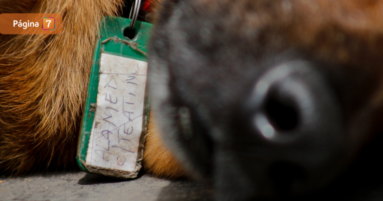 Denuncian serie de casos de perros faenados en Puerto Montt: 