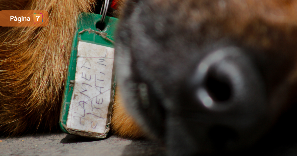alerta por perros faenados en puerto montt