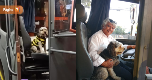 Chofer de Red que conduce con su perro anunció su despido