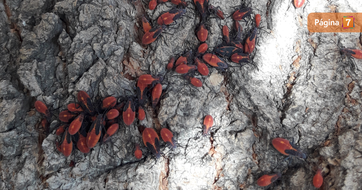 Reportan presencia del chinche del Arce en Santiago: ¿qué hacer para evitar su aparición?