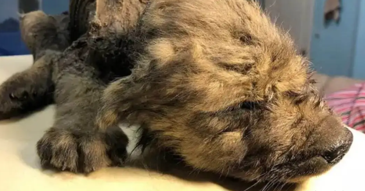 cachorro de tumat misterio hallazgo