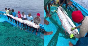 ¿Presagio de catástrofes o simple coincidencia? Impacto por apariciones de 'peces del juicio final'