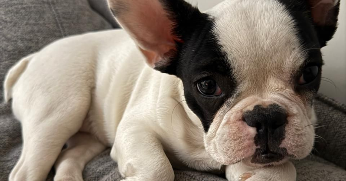 se busca lola, perrita bull dog robada en peñalolén