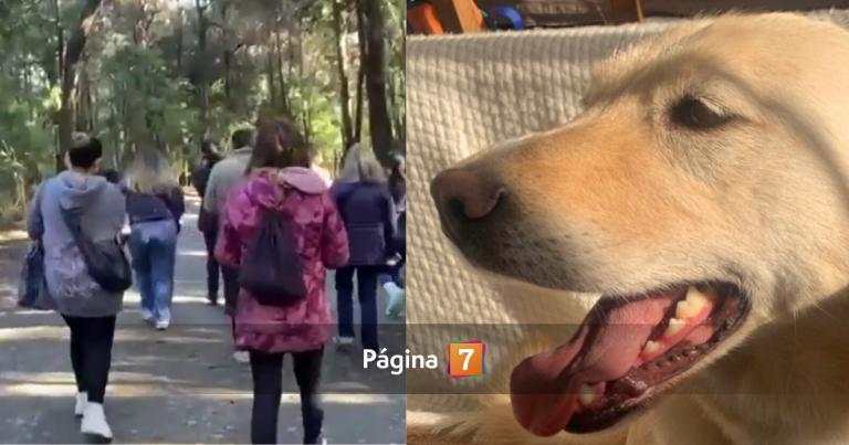 Búsqueda para encontrar a Lucía no tuvo resultados: perrita desapareció en Concepción