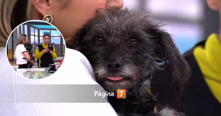 Perrita abandonada conquistó a panelistas del matinal de CHV: rostro de otro canal la ayudó