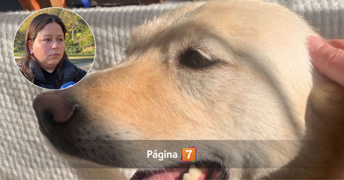 Sigue la búsqueda de perrita Lucía en Concepción