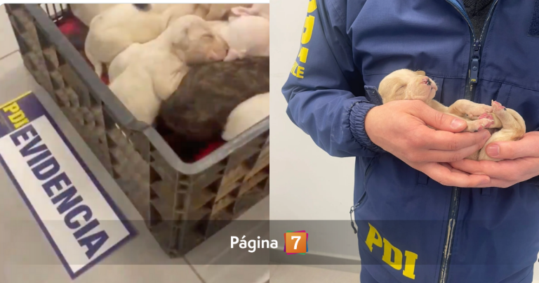 PDI rescata 9 cachorros Dogo Argentino tras denuncia por maltrato animal en Osorno