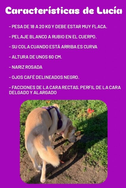 búsqueda de perrita Lucía en Concepción