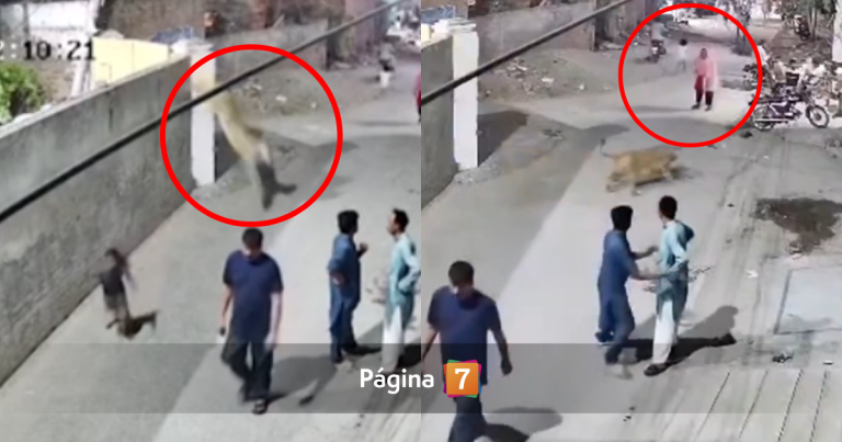 VIDEO | León mascota escapó, saltó de un muro y atacó a una mujer y dos niños en Pakistán