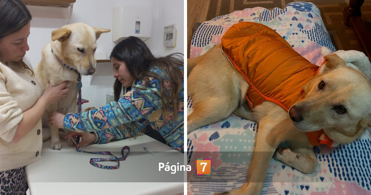 “Te extraño, mi humano”: Lucía, la perrita del profesor UDD, se recupera tras emotivo reencuentro