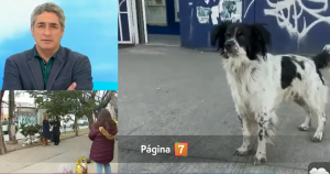 Perrito abandonado en Quinta Normal conmovió en Tu día: rostro de Canal 13 lo ayudó con su fundación