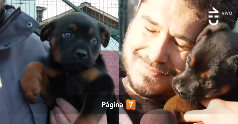 Perrito fue abandonado por su dueño en cancha de Maipú: notero se conmovió y casi lo adopta