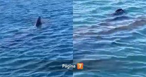 Captan sorpresivo avistamiento de tiburón en Tongoy: ¿qué debo hacer si veo uno?