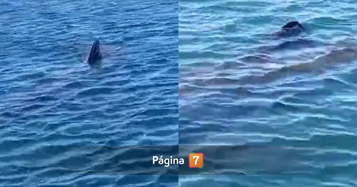 Captan sorpresivo avistamiento de tiburón en Tongoy: ¿qué debo hacer si veo uno?