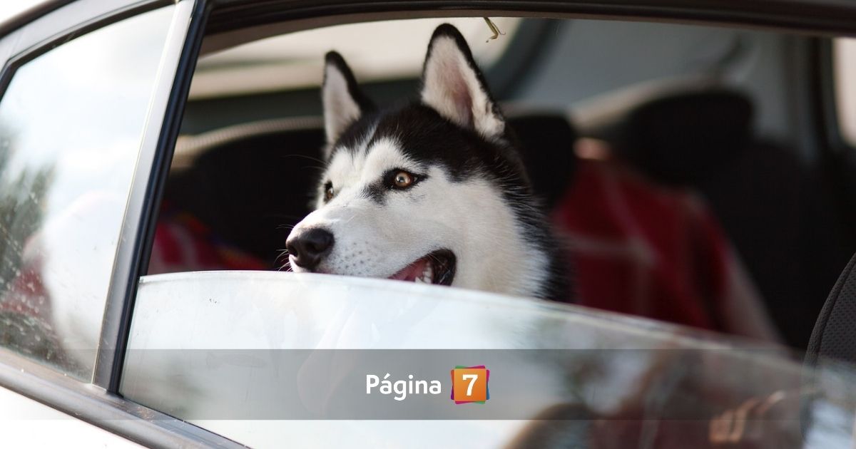 viajar con perros día mundial del perro