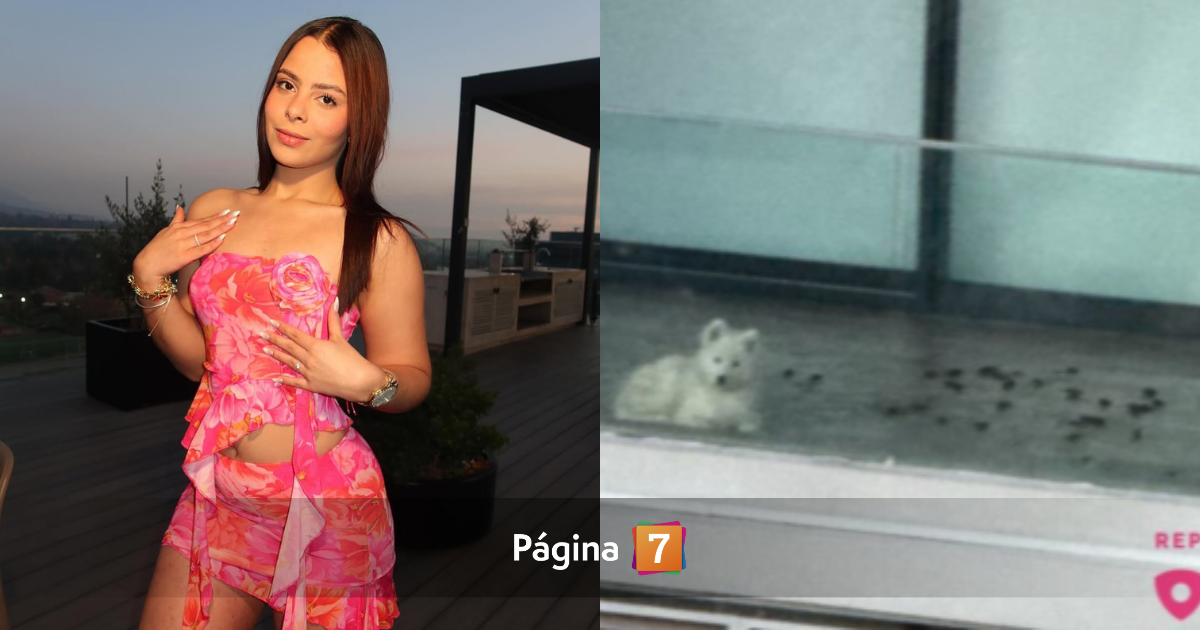 Acusan a conocida influencer de maltrato animal: sus vecinos de Vitacura la denunciaron en Sosafe