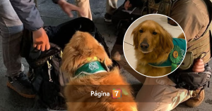 Perro policial delata a profesor que portaba más de $1 millón en marihuana a bordo de bus