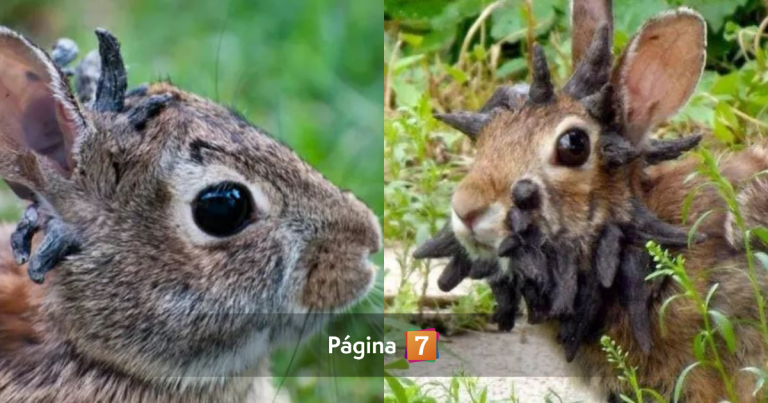 Conejos con 'cuernos' preocupan en Estados Unidos: ¿virus se transmite a los humanos?