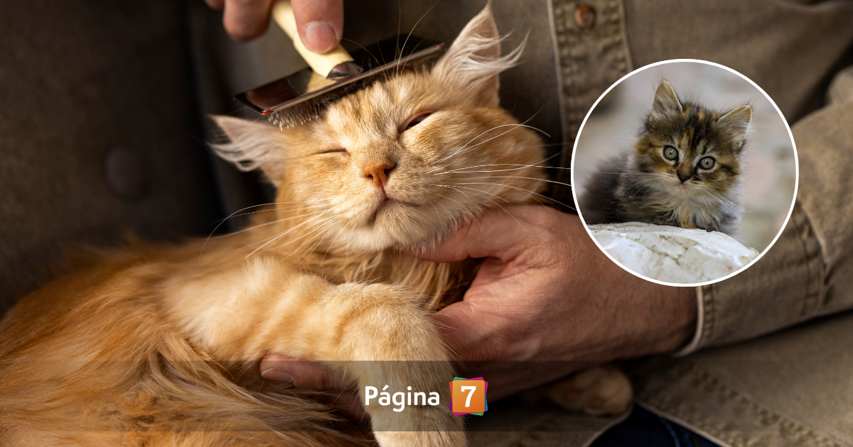 Día del Gato: descubre cuándo se celebra y cuidados esenciales para tu michi en su día