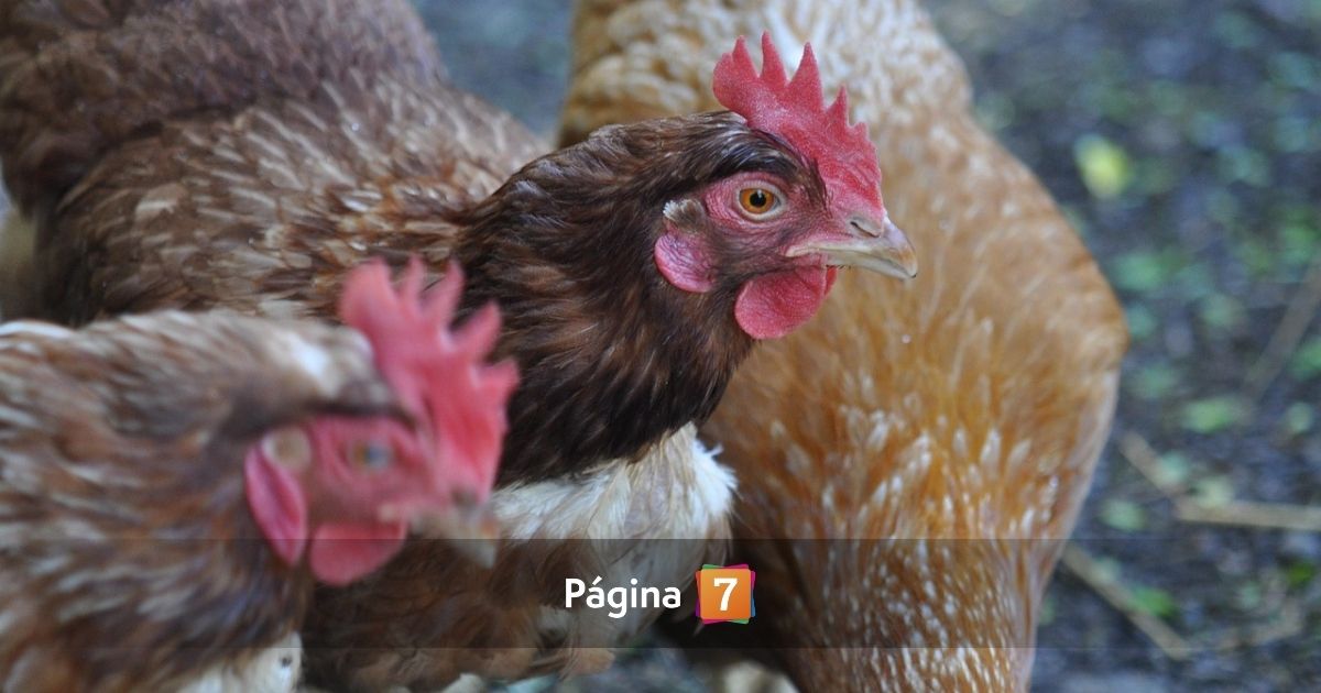 Macabro caso de gallinas torturadas en Santiago Centro: aparecen con extraños mensajes