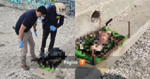 maltrato animal en Antofagasta: hallaron perro decapitado en una parrilla