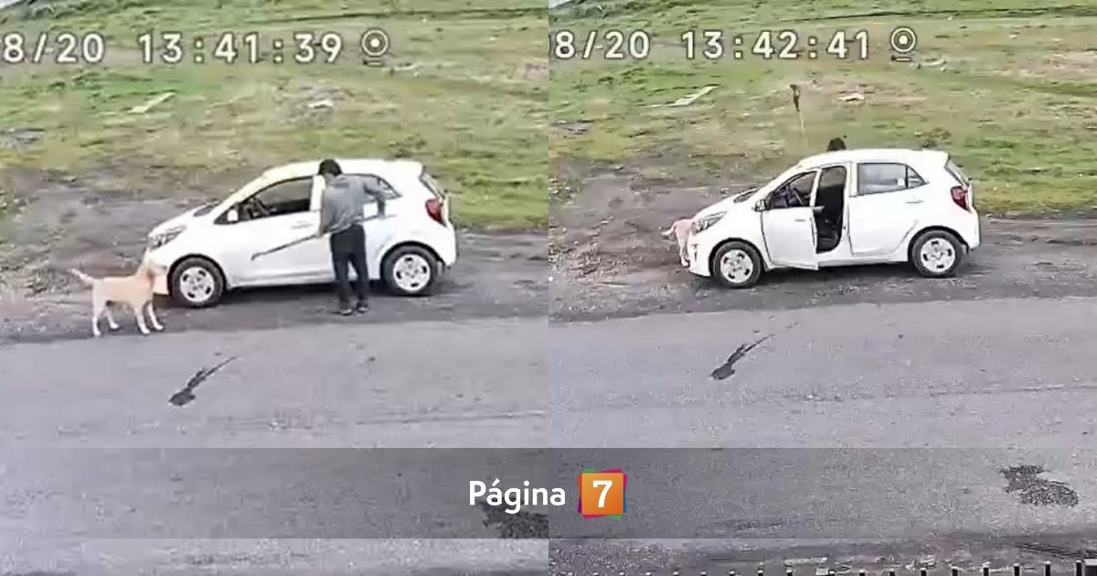 Crudo caso de maltrato animal: sujeto golpeó brutalmente a un perro con herramienta en Los Ángeles