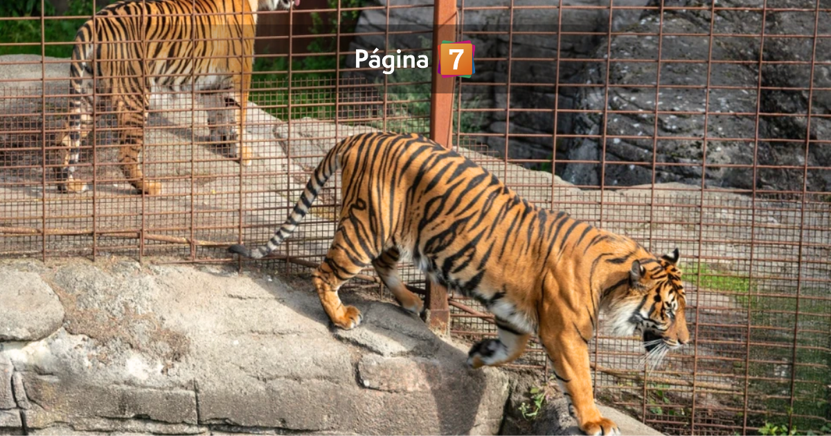zoológico en Dinamarca pide donación de mascotas para alimentar a sus depredadores