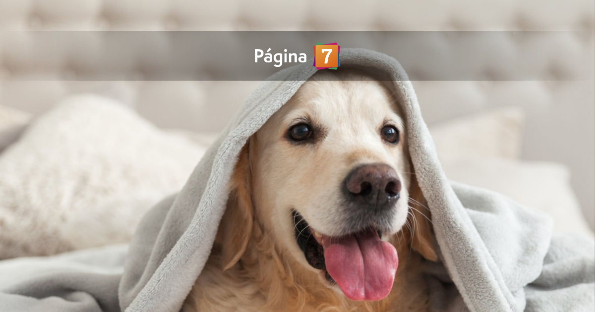 Proteger a las mascotas del frío