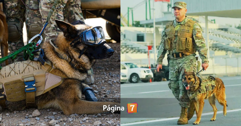 Drako, el héroe de cuatro patas que se despide en la Parada Militar