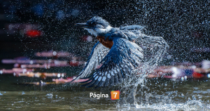 Chileno gana 'Gran Premio' de Audubon Photography Awards con espectacular imagen de martín pescador