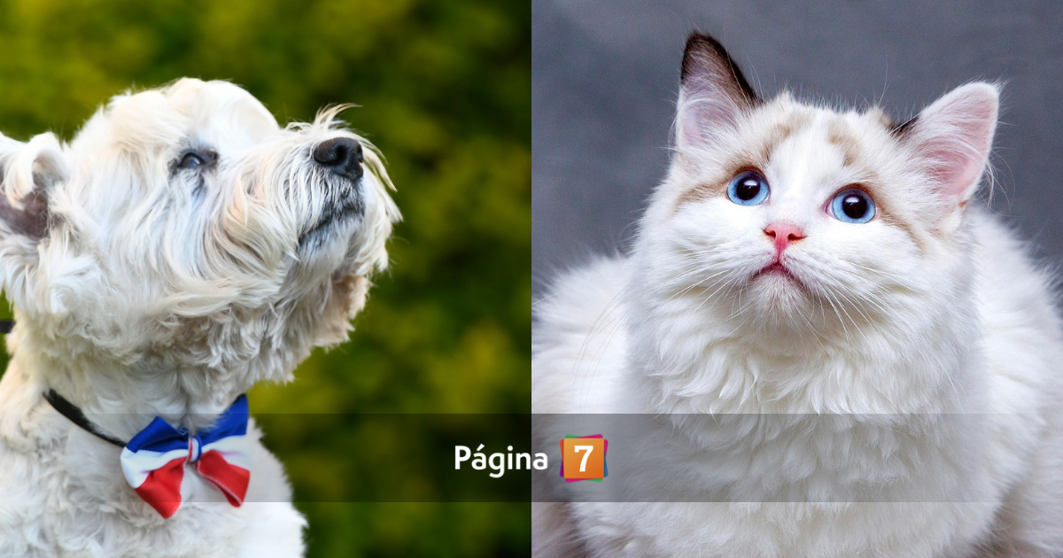 Recomendaciones para cuidar la alimentación de las mascotas en Fiestas Patrias