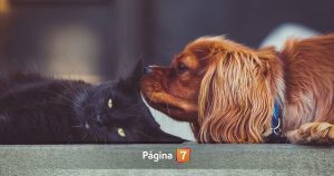 Cuidados y consejos para cuidar a nuestras mascotas en Fiestas Patrias