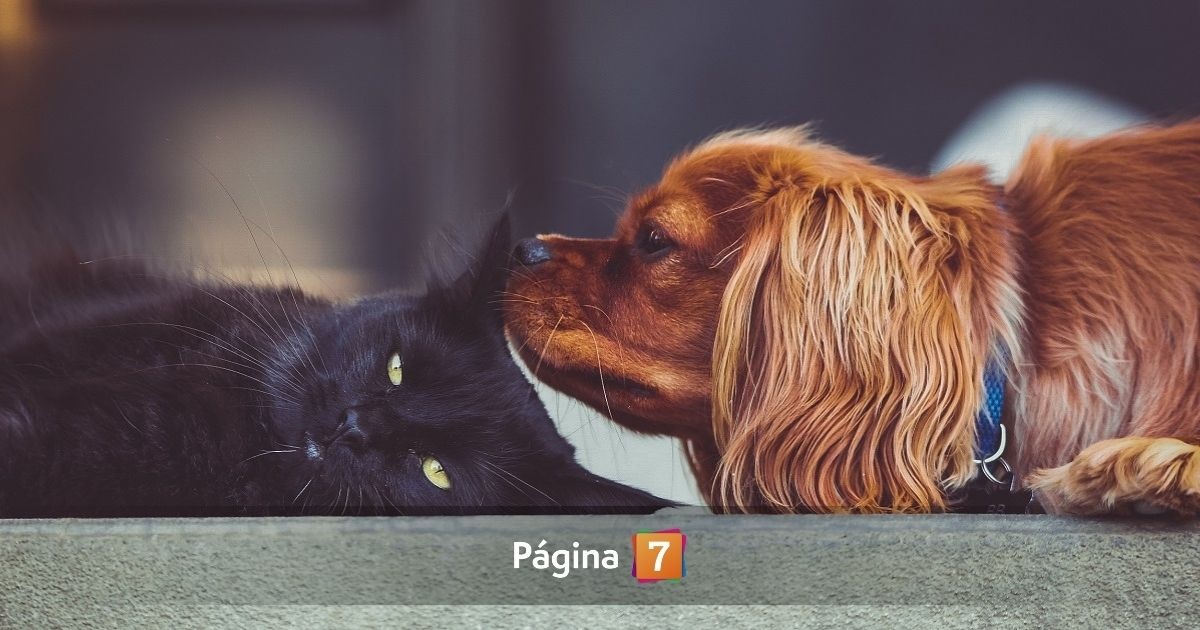 Cuidados y consejos para cuidar a nuestras mascotas en Fiestas Patrias