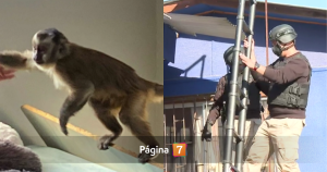 denuncian extravio de mono capuchino requisado por PDI