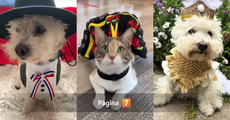 Experto advirtió sobre disfrazar a las mascotas en estas Fiestas Patrias: podría ser dañino