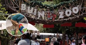 Trágico incidente en Buin Zoo: felino serval cazó a guacamayo frente al público