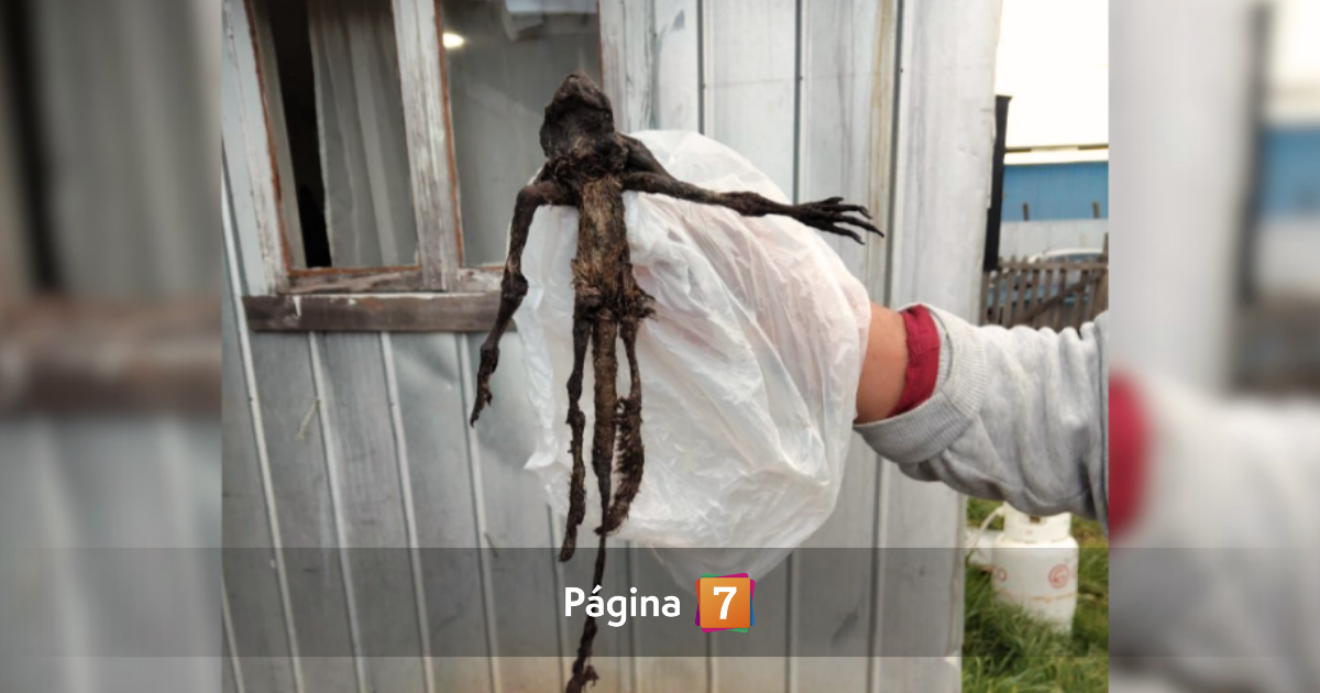 intriga por hallazgo de cadáver de animal no identificado