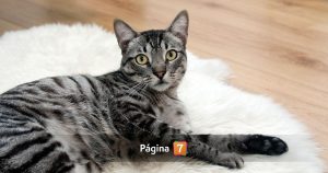 Chileno casi pierde un dedo tras sufrir mordedura de su gato: estuvo 7 días hospitalizado