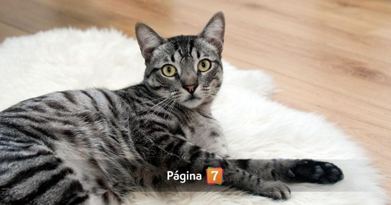 Chileno casi pierde un dedo por mordedura de su gato: pasó 7 días hospitalizado por grave infección