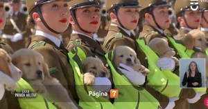 “El momento más esperado”: perritos de Carabineros dejaron ola de reacciones en Parada Militar 2025