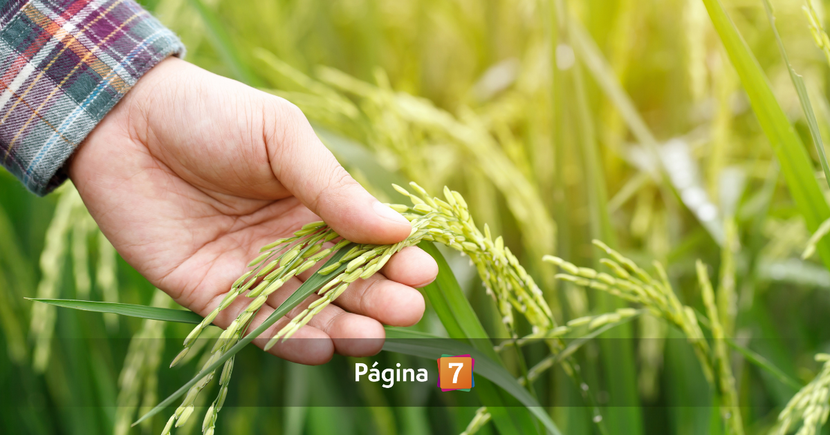 Programa Tierra Joven para comprar terrenos: quiénes pueden postular y hasta cuándo