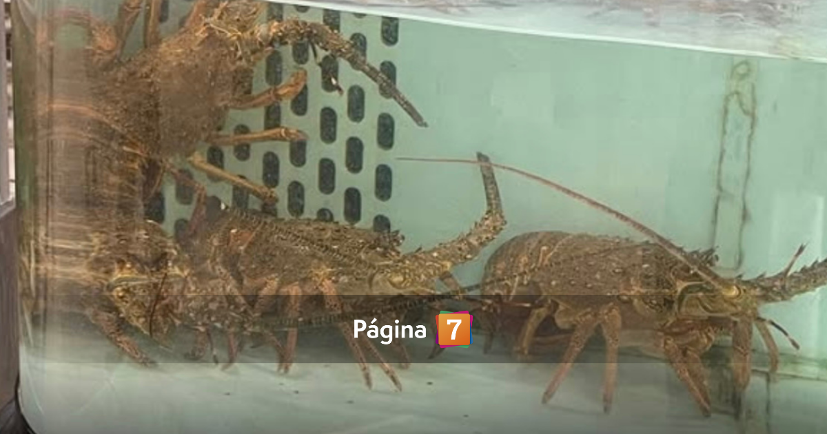 Agrupación animalista denuncia maltrato animal en Jumbo