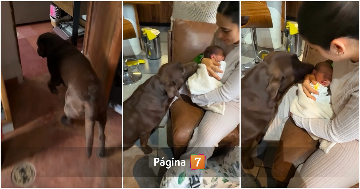 Pangal Andrade mostró primer encuentro de su perro Bagual con Alanna