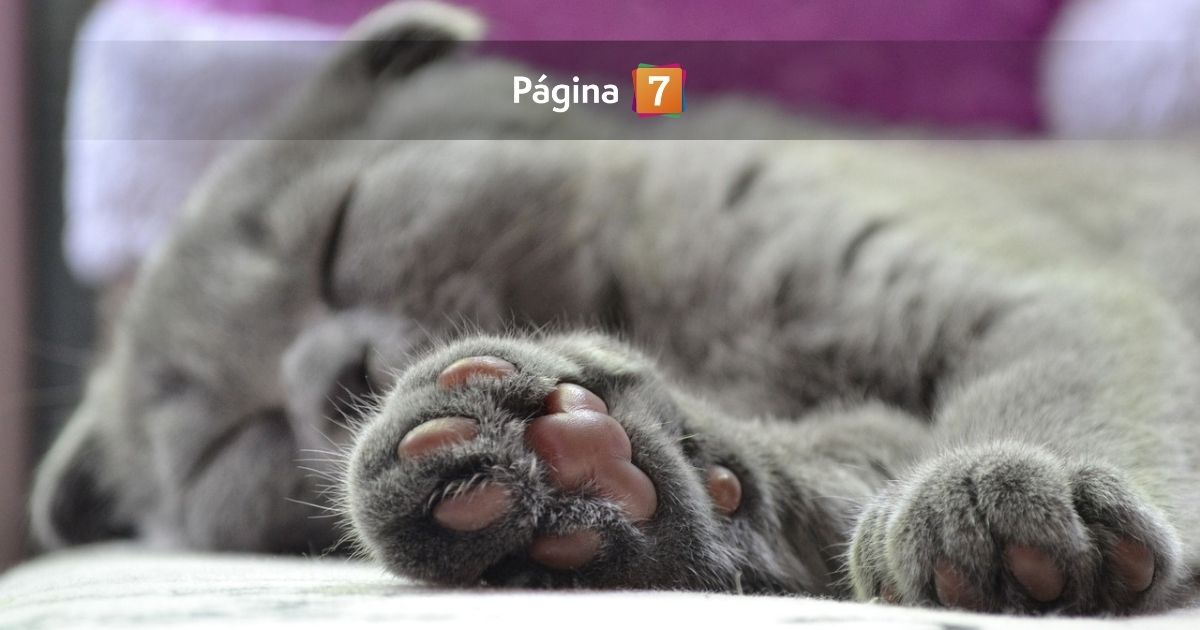 Crudo caso remece a Magallanes: mujer amenazó con botar los gatos de su ex si no le daba $3 millones