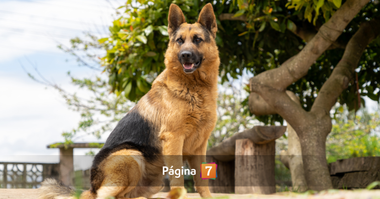 Hombre de 50 años es detenido por colgar y matar al perro de su vecina en Río Bueno