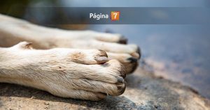 Indignación en Puerto Montt: perro comunitario fue quemado vivo por supuesto ritual satánico