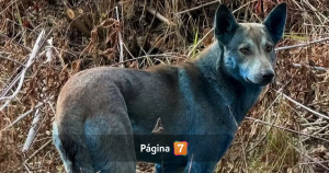 ¿Son mutaciones? Avistan tres perros con pelaje azul en cercanías de Chernóbil