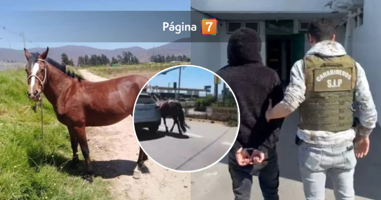 Robo y faena ilegal: el caso de la yegua que era 