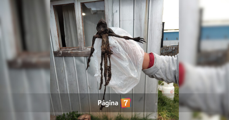 Aclaran qué es el extraño cuerpo que se encontró en Paillaco