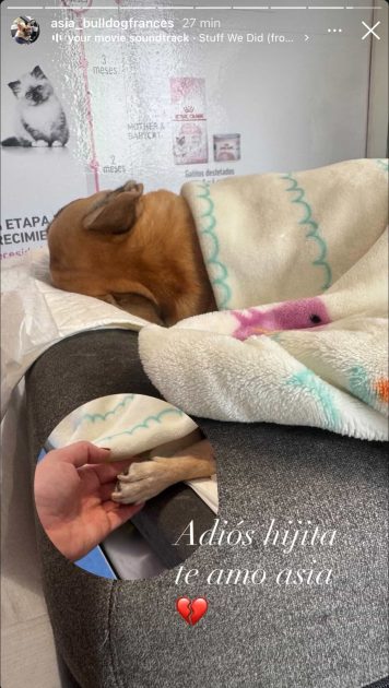 Adriana Barrientos confirmó la muerte de su querida perrita Asia tras complejas horas de lucha